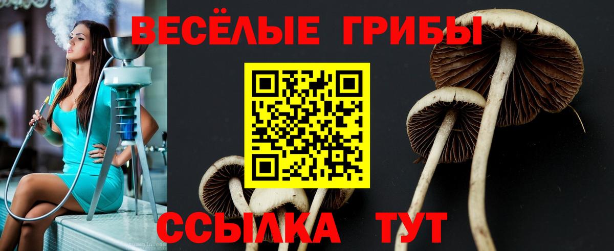 Галлюциногенные грибы Psilocybe Апрелевка